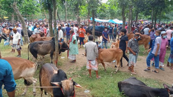 গরু আছে ক্রেতা নেই! ইজারাদারদের আর্থিক ক্ষতির শংকা